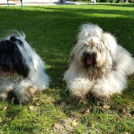 酒店 Auerose Garni 2*